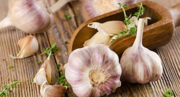 Jak zasadit česnek na jaře